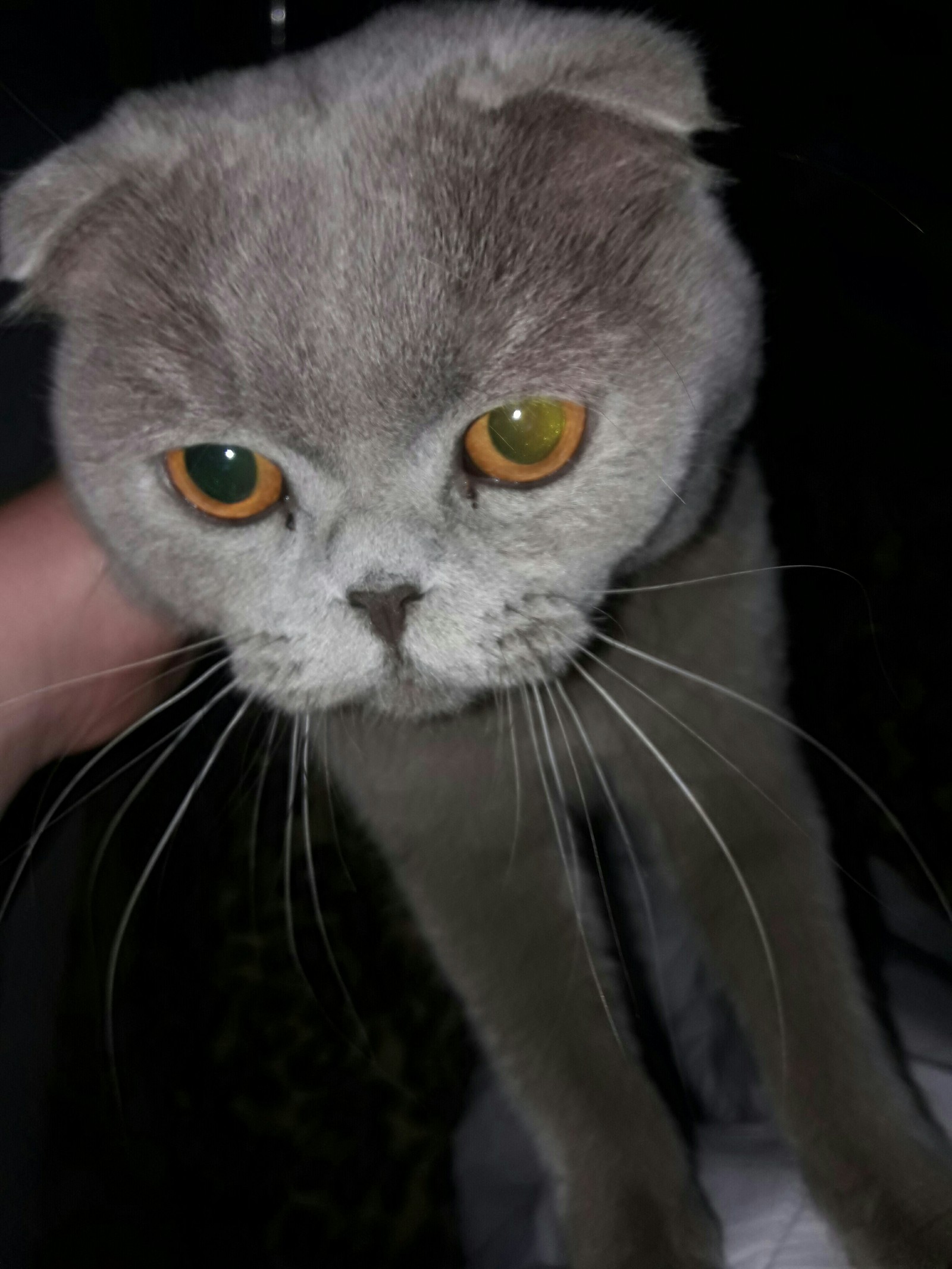 The cat wants love and affection, and then she is photographed - My, , Scottish lop-eared, At night, cat