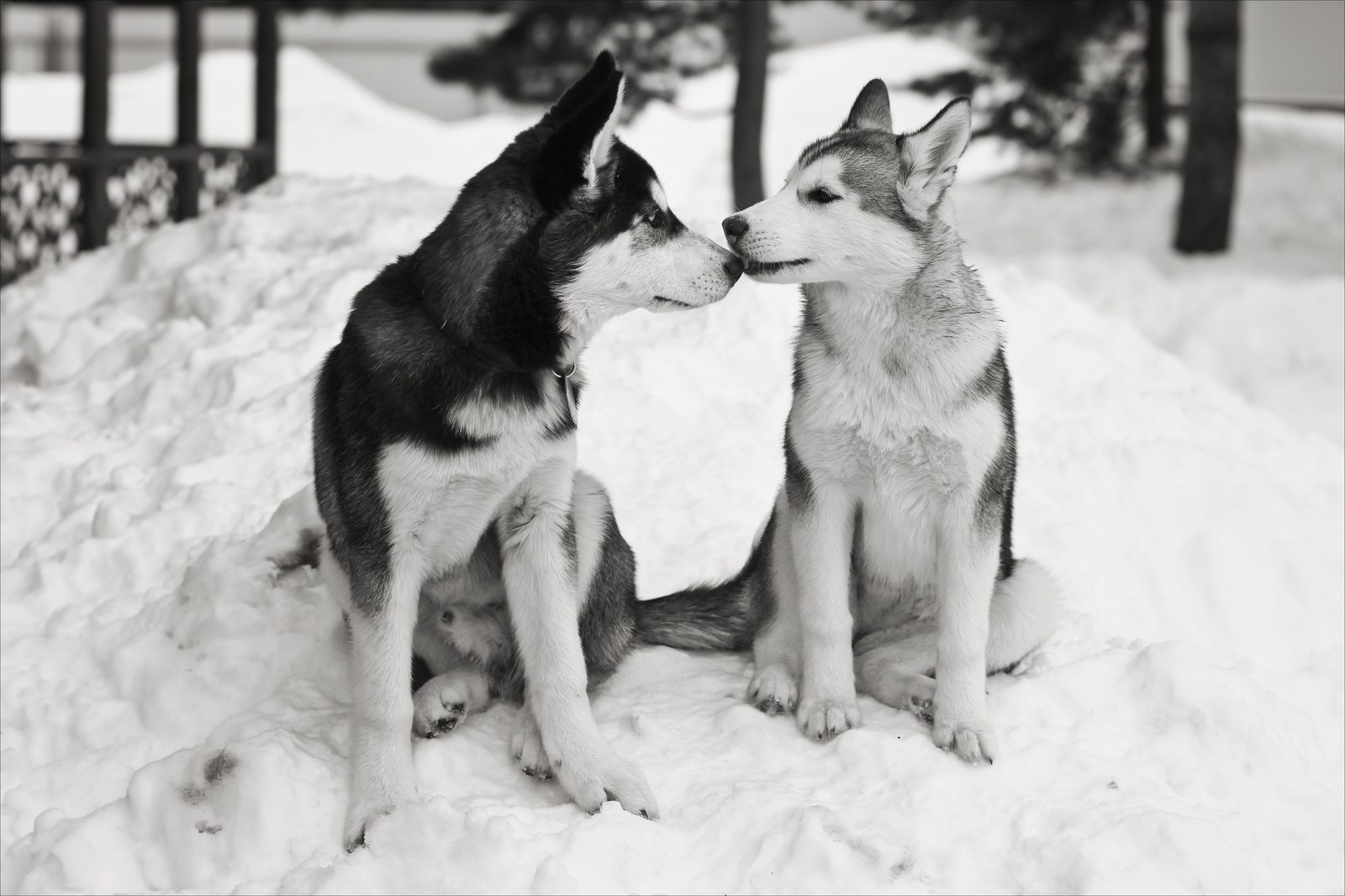 Huskipost - My, Husky, The photo, Winter, Longpost, Dog