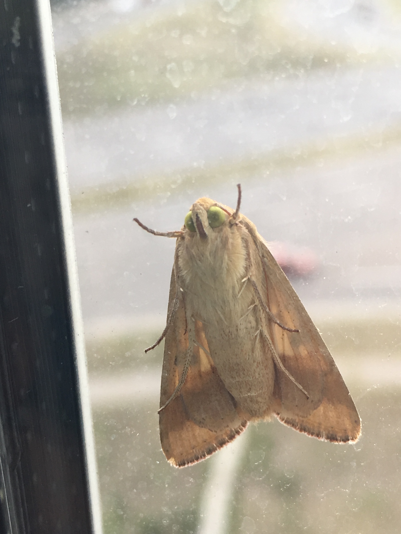 Looks like she wants to warn about something - My, My, On the window, Warning