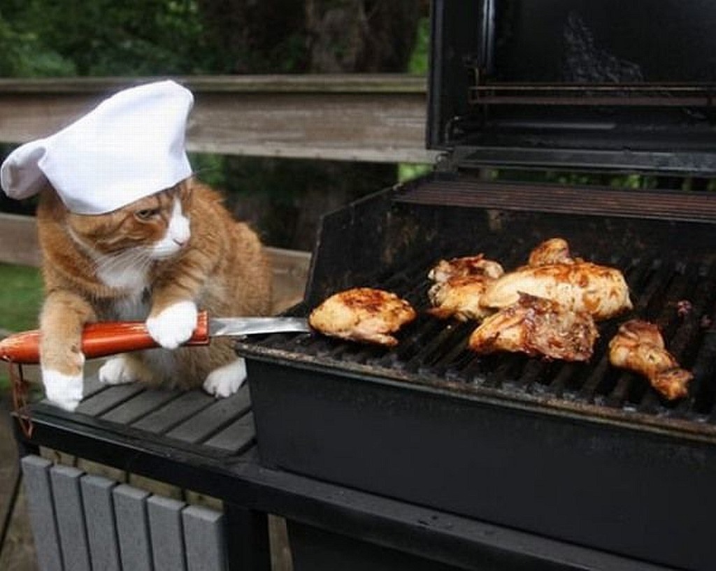 Summer is leaving and still haven’t eaten kebabs (( - Food, Shashlik, cat