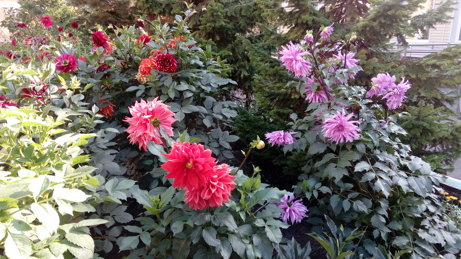 Dahlia time - My, Dahlias, August