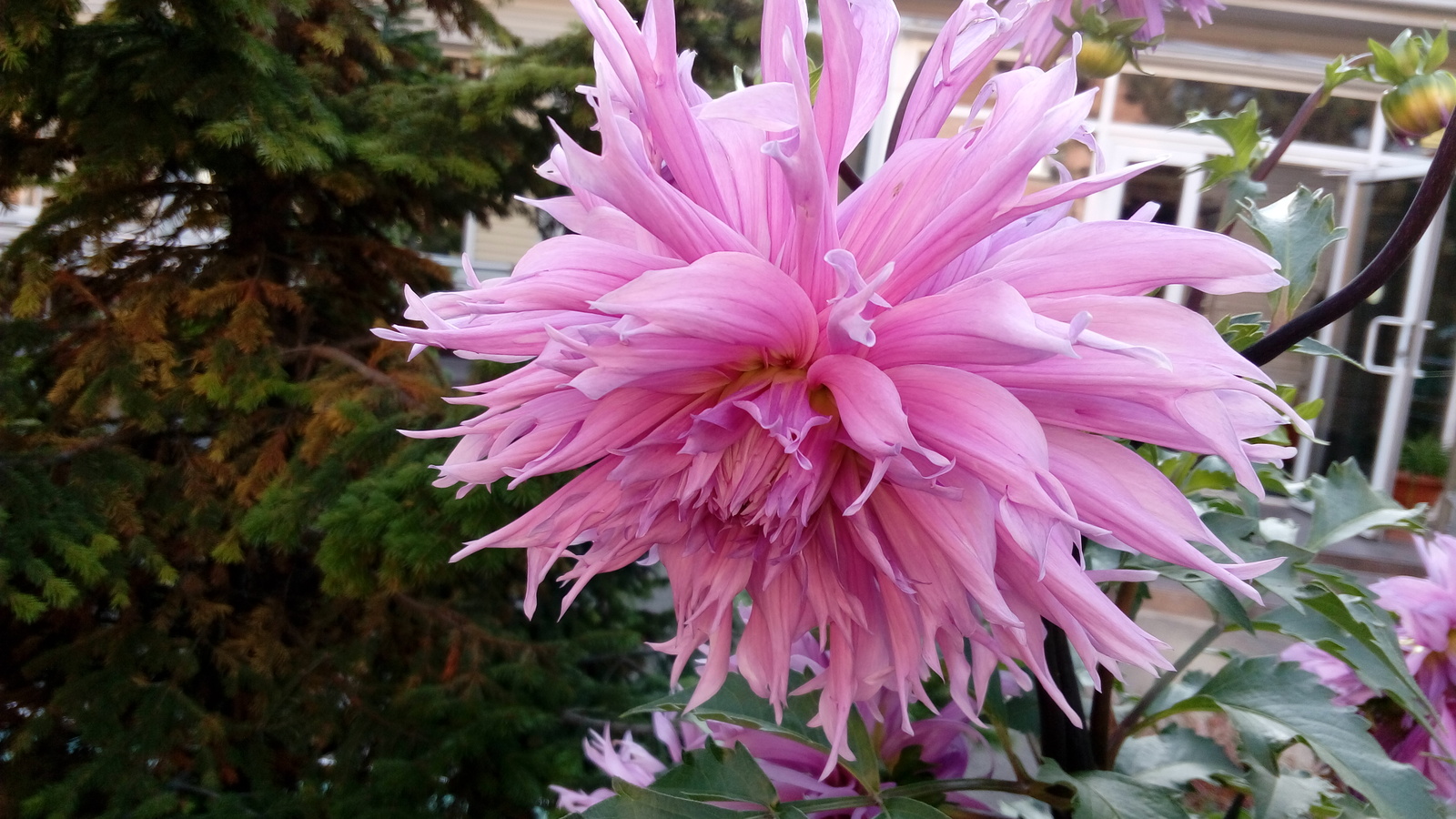 Dahlia time - My, Dahlias, August