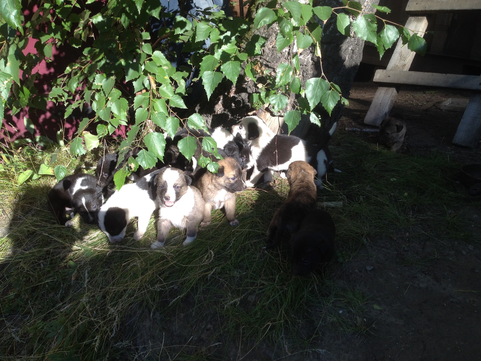 Puppies need a home - My, Puppies, Help, Irkutsk, Cemetery, Longpost, Dog, In good hands, Helping animals