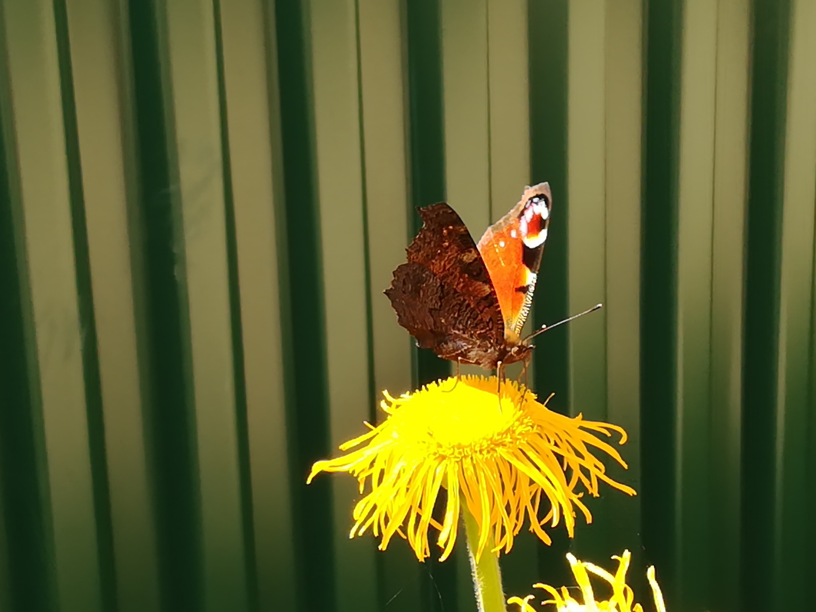 Butterfly hunting or so-so post. - My, Butterfly, The photo, Longpost