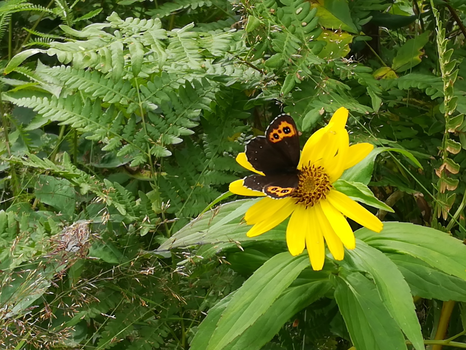 Butterfly hunting or so-so post. - My, Butterfly, The photo, Longpost