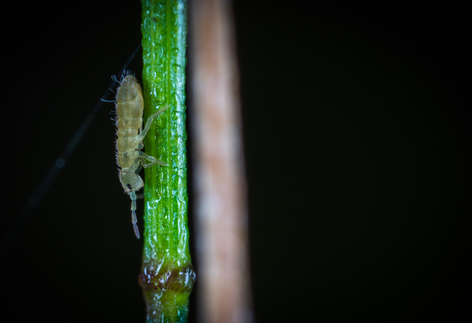 Macro hunting №130 - My, Macrohunt, Insects, Arachnida, Collembols, Caterpillar, Mp-e 65 mm, Longpost, Macro photography