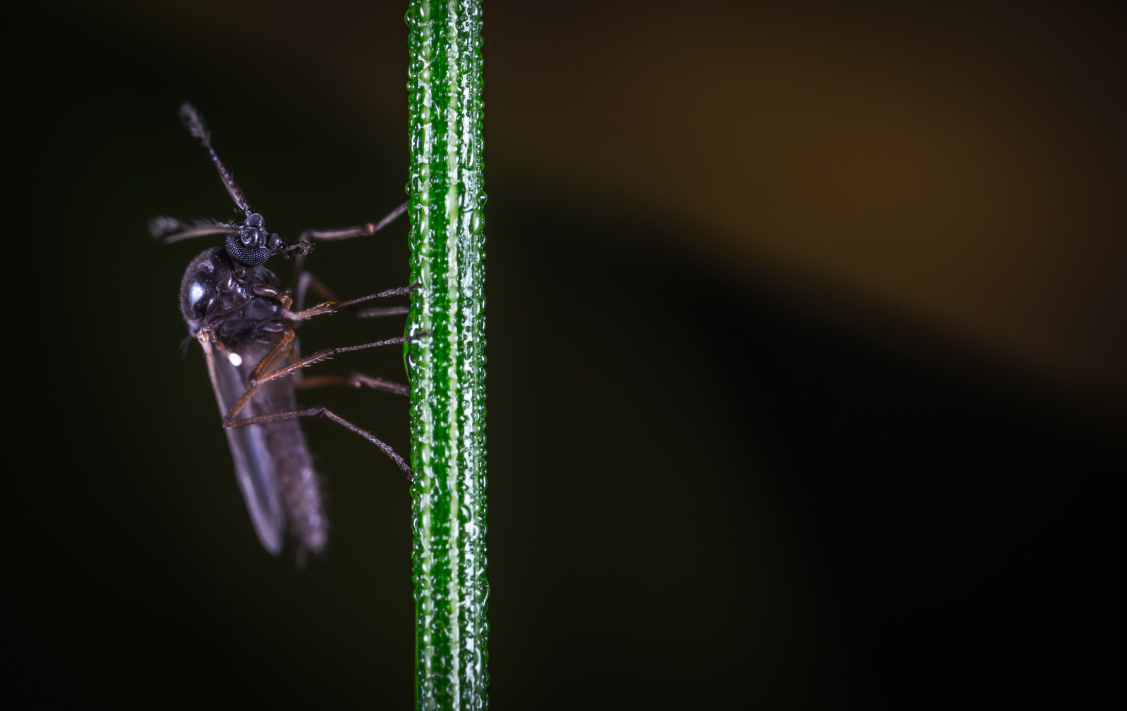 Macro hunting №130 - My, Macrohunt, Insects, Arachnida, Collembols, Caterpillar, Mp-e 65 mm, Longpost, Macro photography