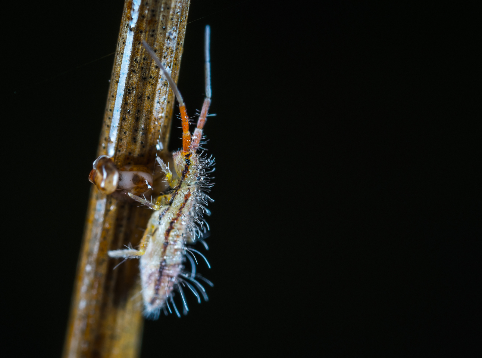 Macro hunting №130 - My, Macrohunt, Insects, Arachnida, Collembols, Caterpillar, Mp-e 65 mm, Longpost, Macro photography