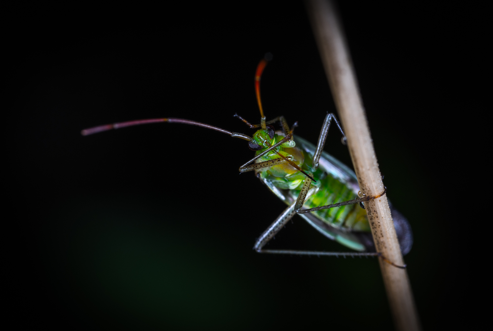 Macro hunting №130 - My, Macrohunt, Insects, Arachnida, Collembols, Caterpillar, Mp-e 65 mm, Longpost, Macro photography