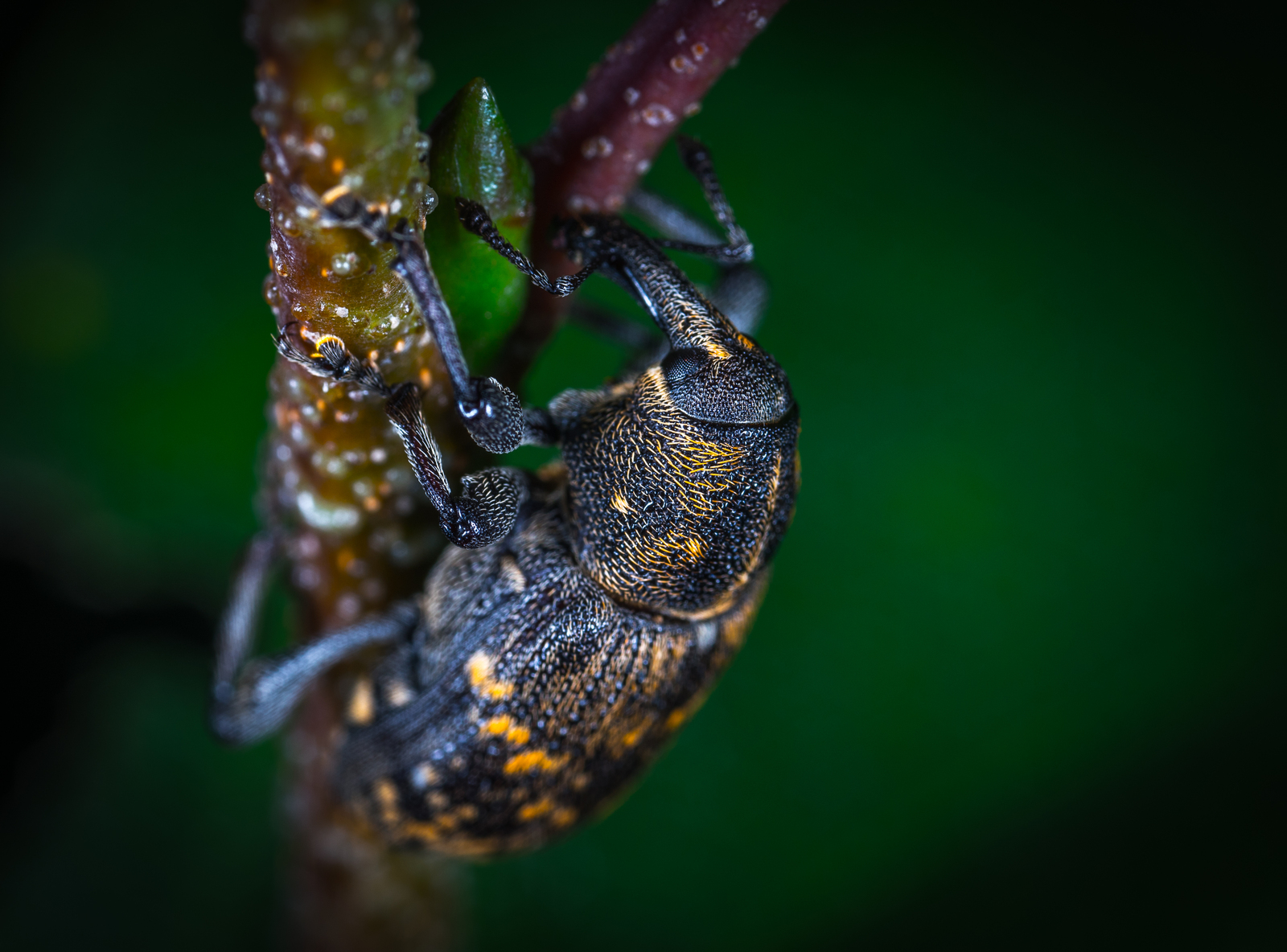 Macro hunting №130 - My, Macrohunt, Insects, Arachnida, Collembols, Caterpillar, Mp-e 65 mm, Longpost, Macro photography