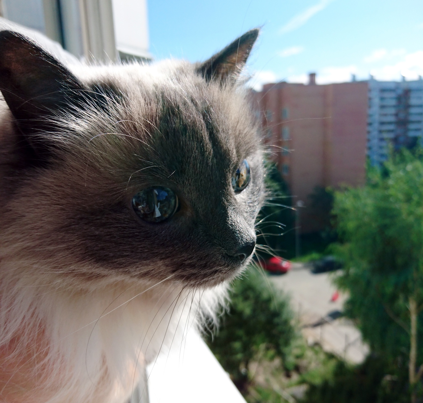 Very big-eyed cat - cat, Eyes, Reflection, Milota