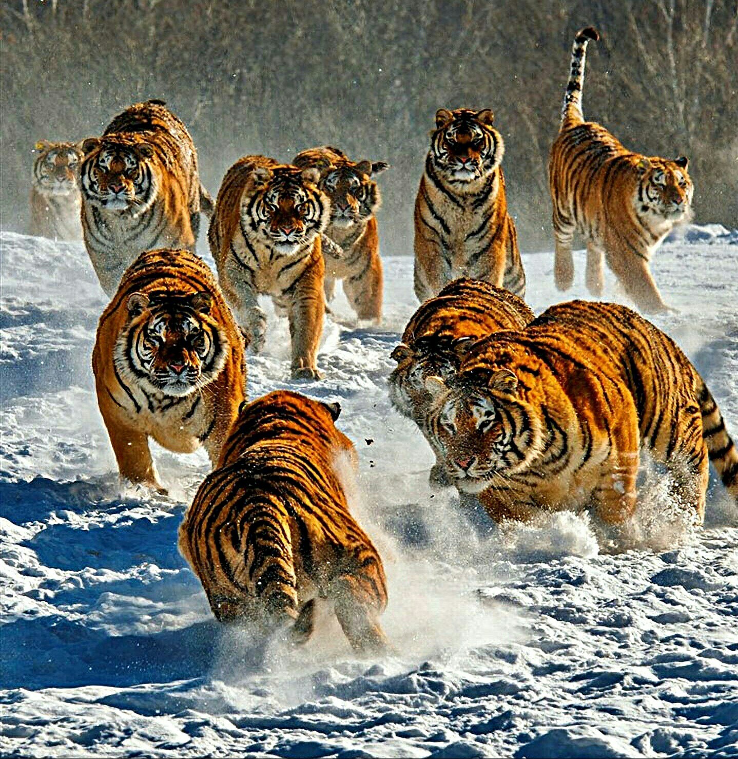 Tiger Gang - Gang, Tiger