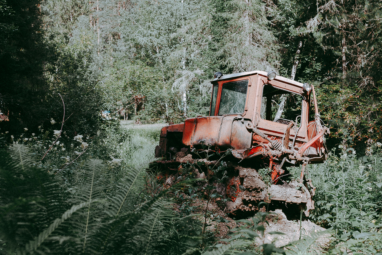 forest element - My, My, Element, The nature of Russia, Longpost