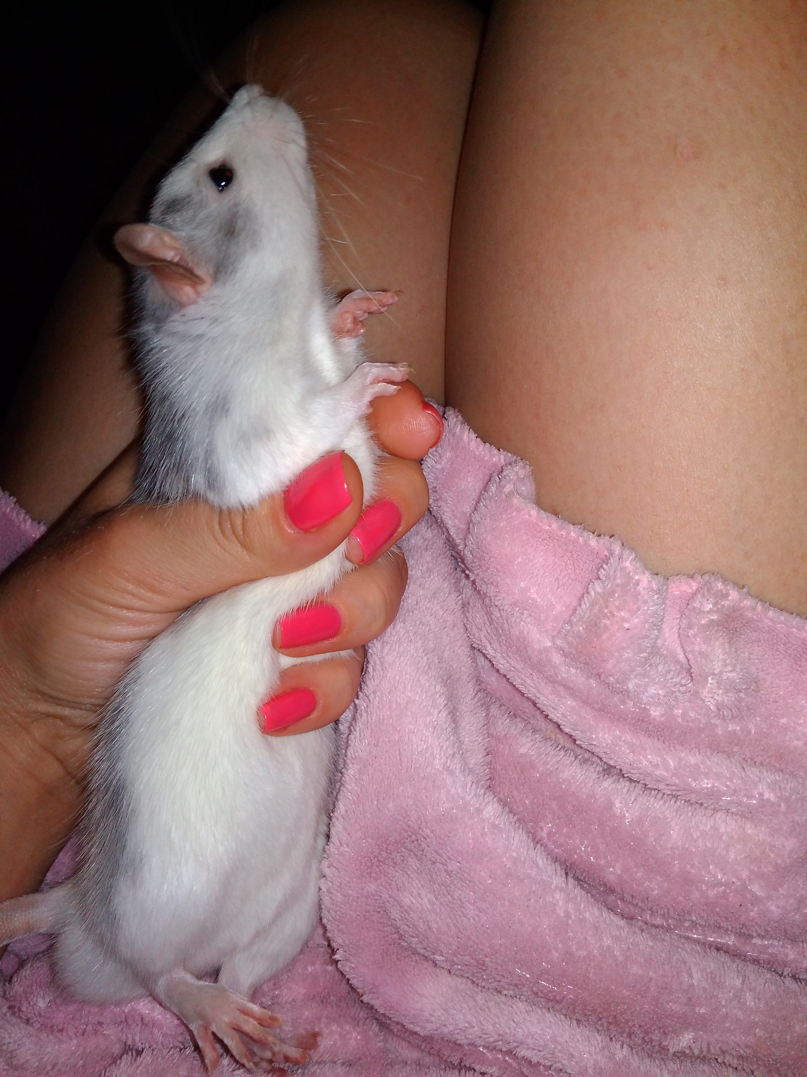 I think you don't often see aristocratic rats :) my Wilhelm - My, Decorative rats, Rat