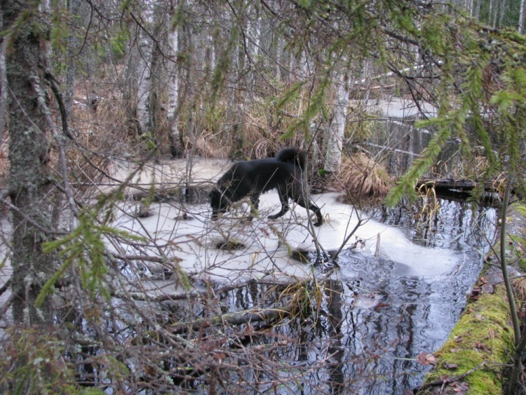 The story of one dugout, part 7 - Hunting, Карелия, Not mine, Dugout, Story, Longpost, Video