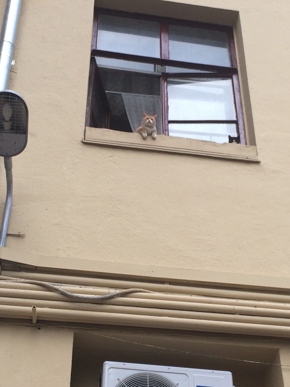 In our house outside the yard, from the window I see not grannies, but they: - My, My, The photo, cat