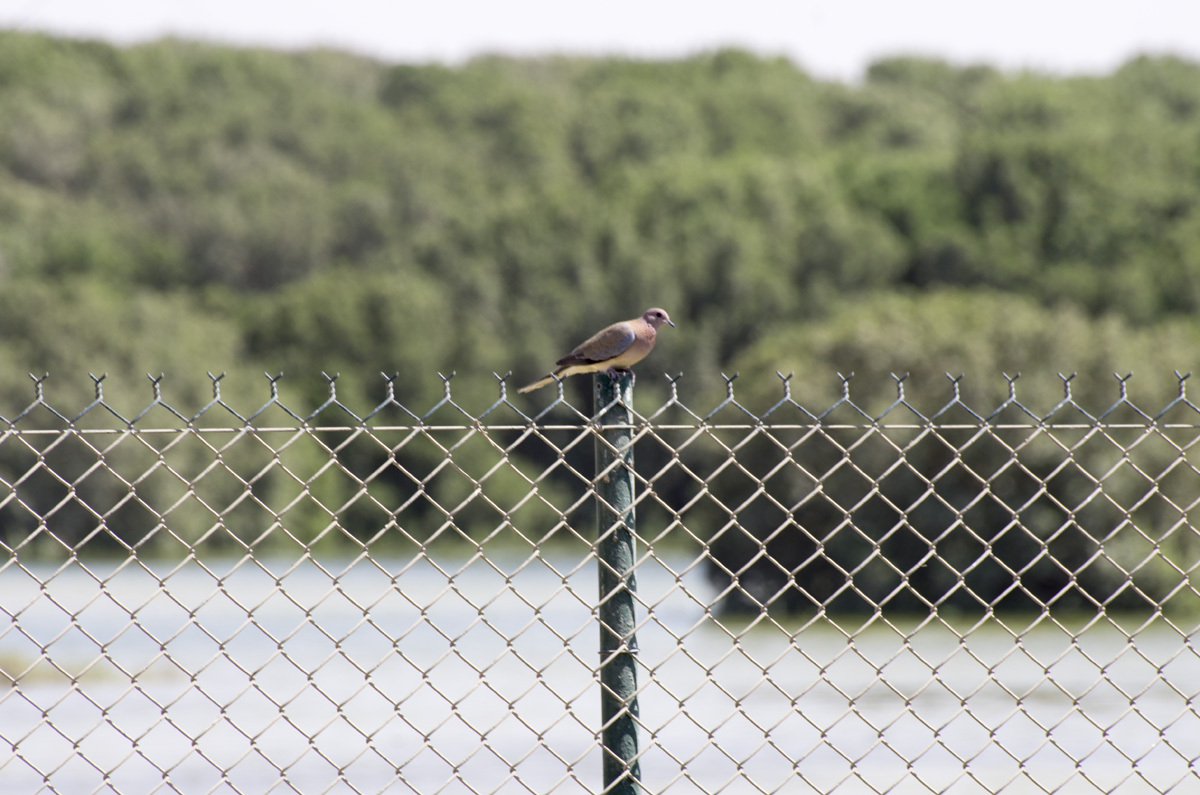 Ras Al Khor Nature Reserve - My, , Reserve, Bird watching, Travels, The photo, Dubai, Pentax, Longpost, Reserves and sanctuaries