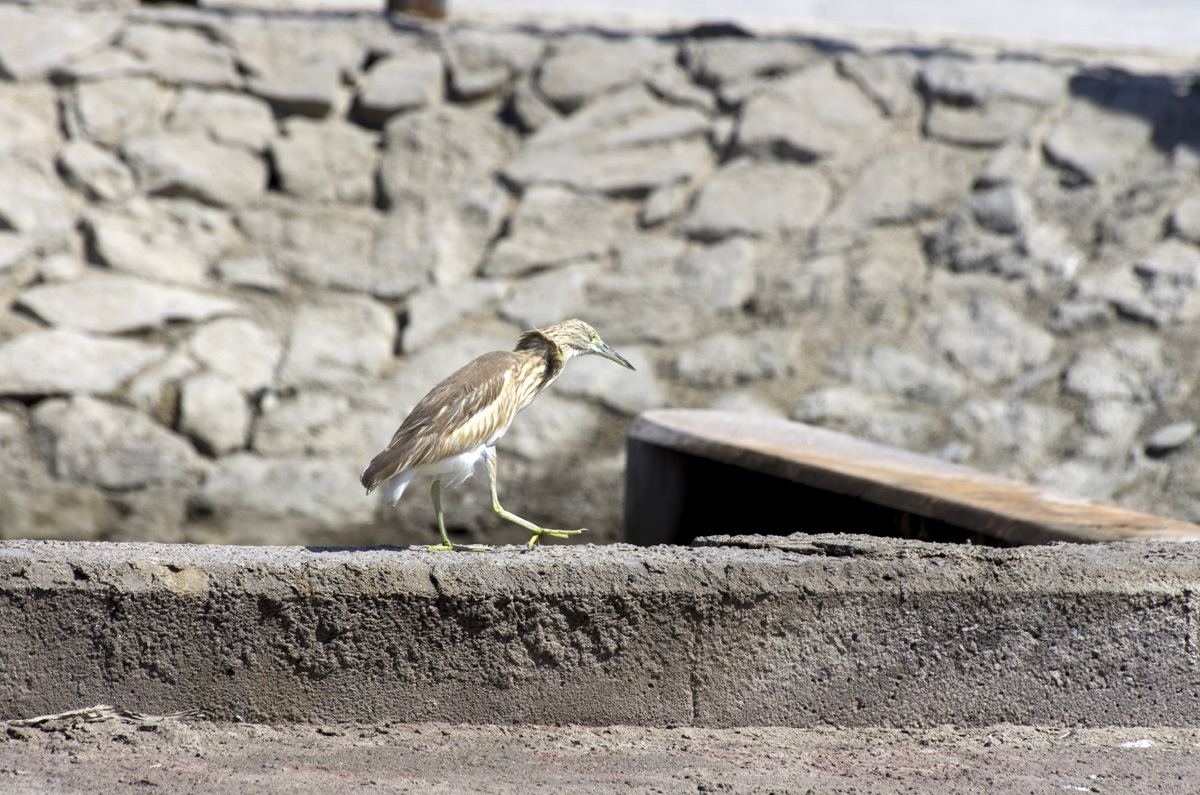 Ras Al Khor Nature Reserve - My, , Reserve, Bird watching, Travels, The photo, Dubai, Pentax, Longpost, Reserves and sanctuaries