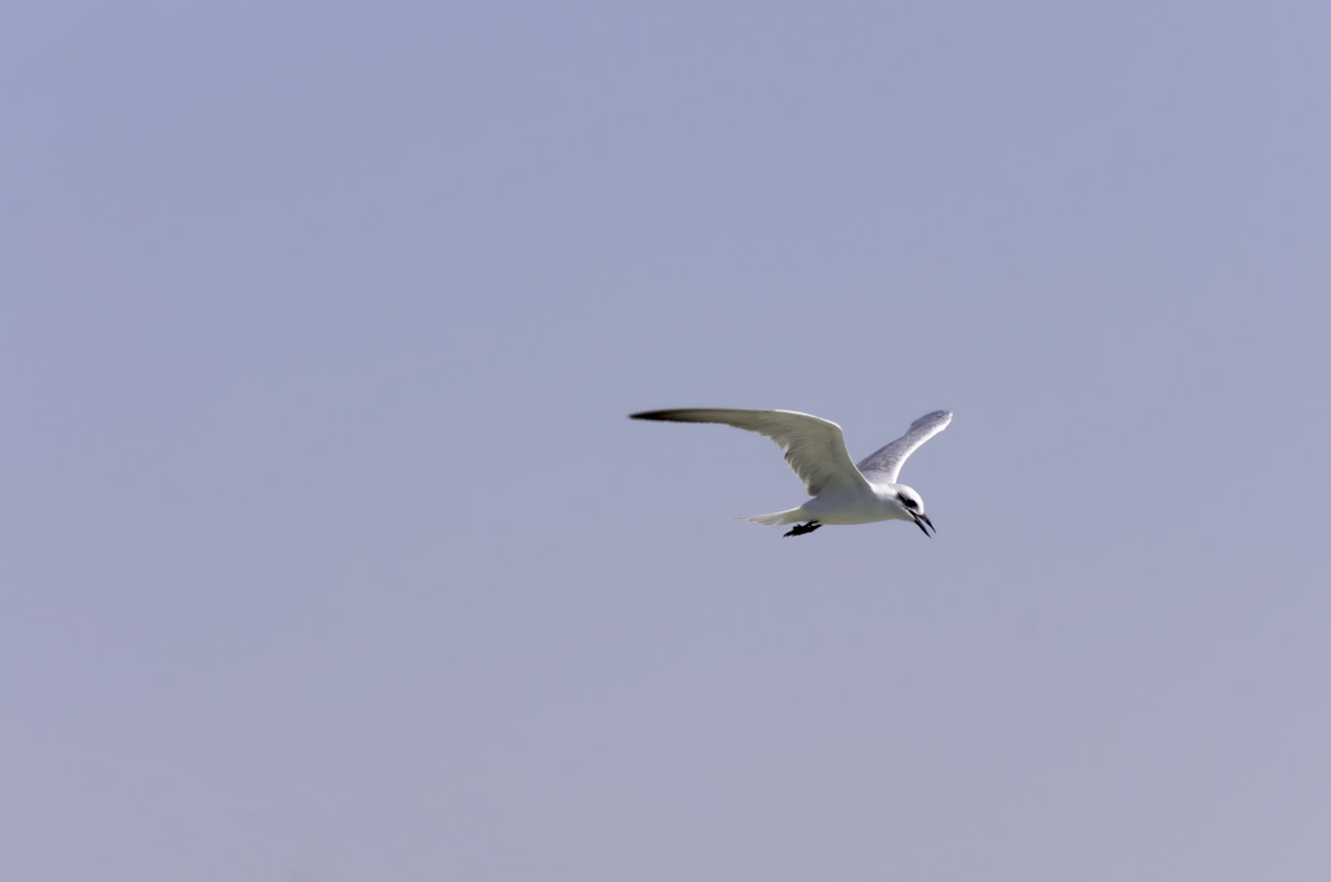 Ras Al Khor Nature Reserve - My, , Reserve, Bird watching, Travels, The photo, Dubai, Pentax, Longpost, Reserves and sanctuaries