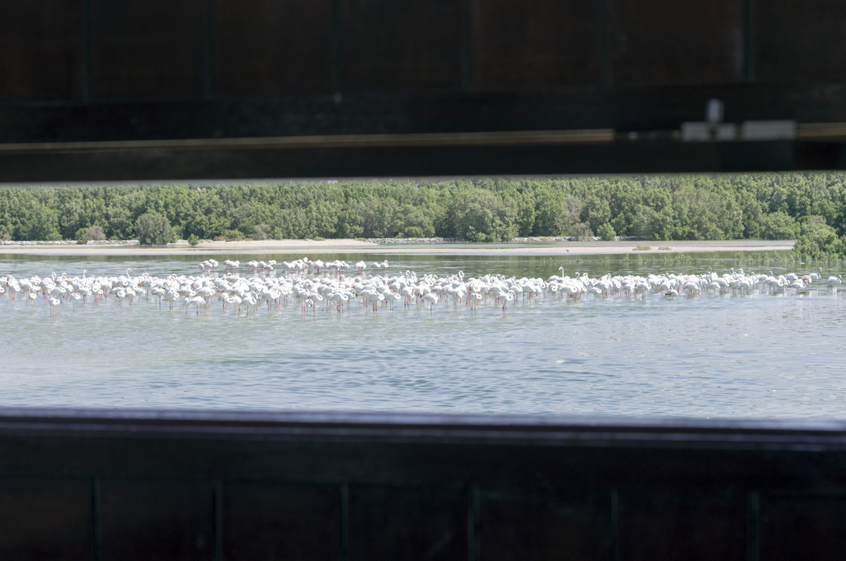 Ras Al Khor Nature Reserve - My, , Reserve, Bird watching, Travels, The photo, Dubai, Pentax, Longpost, Reserves and sanctuaries