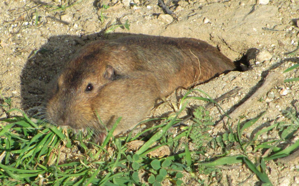 The most common and interesting underground animals - My, Video, Animals, Terrestrial animals, Longpost, Interesting, Informative