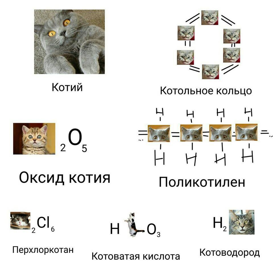 Kotiy - cat, Chemistry, 