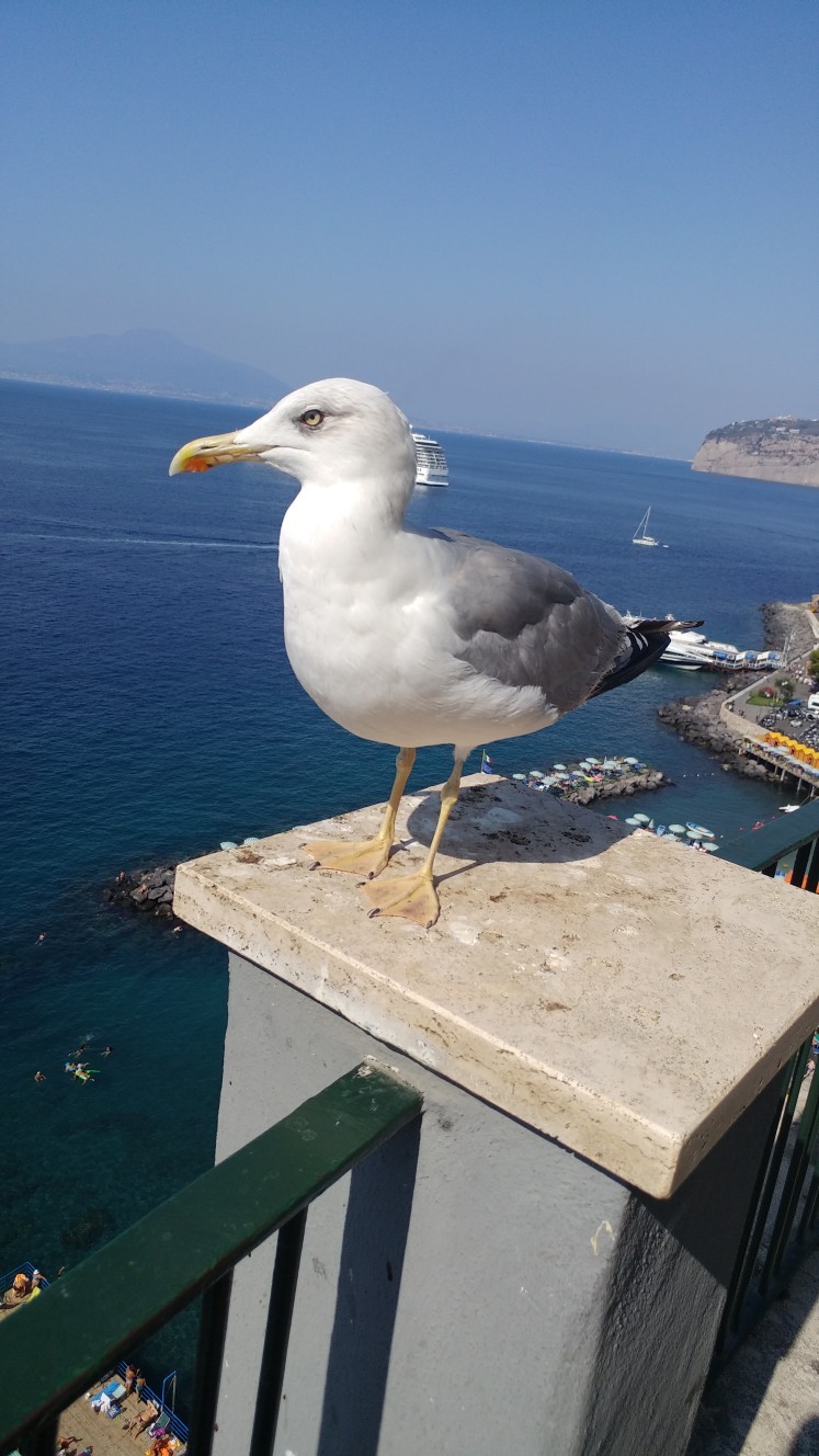 Seagull in sorrento - Seagulls, Italy, Birds