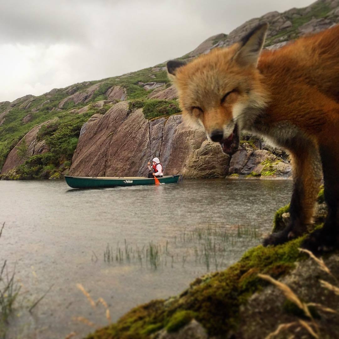 Smart Fox - Fox, Laugh, A boat