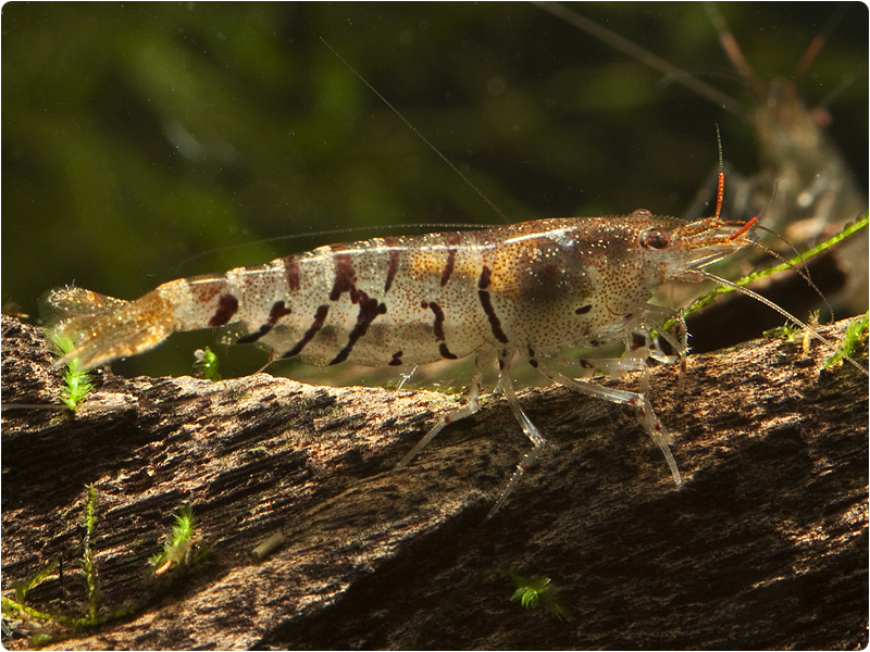 Aquarium stories. - My, Aquarium, Aquarium, Shrimps, Aquarium shrimp, Nature, Informative, , Video, Longpost