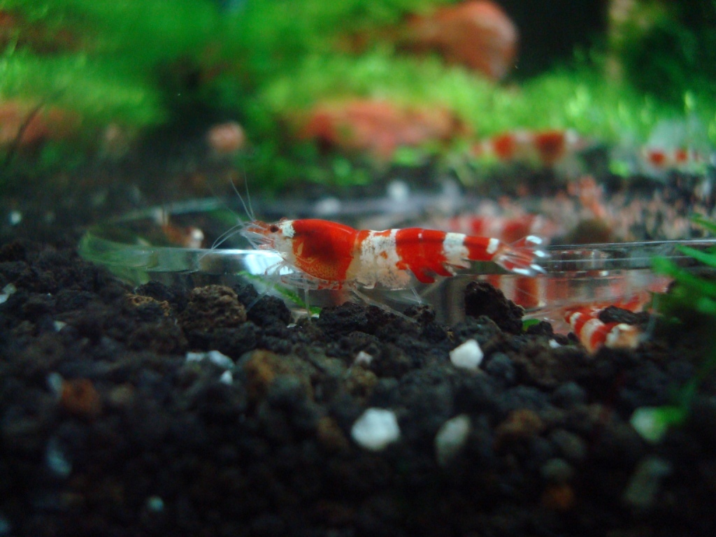 Aquarium stories. - My, Aquarium, Aquarium, Shrimps, Aquarium shrimp, Nature, Informative, , Video, Longpost