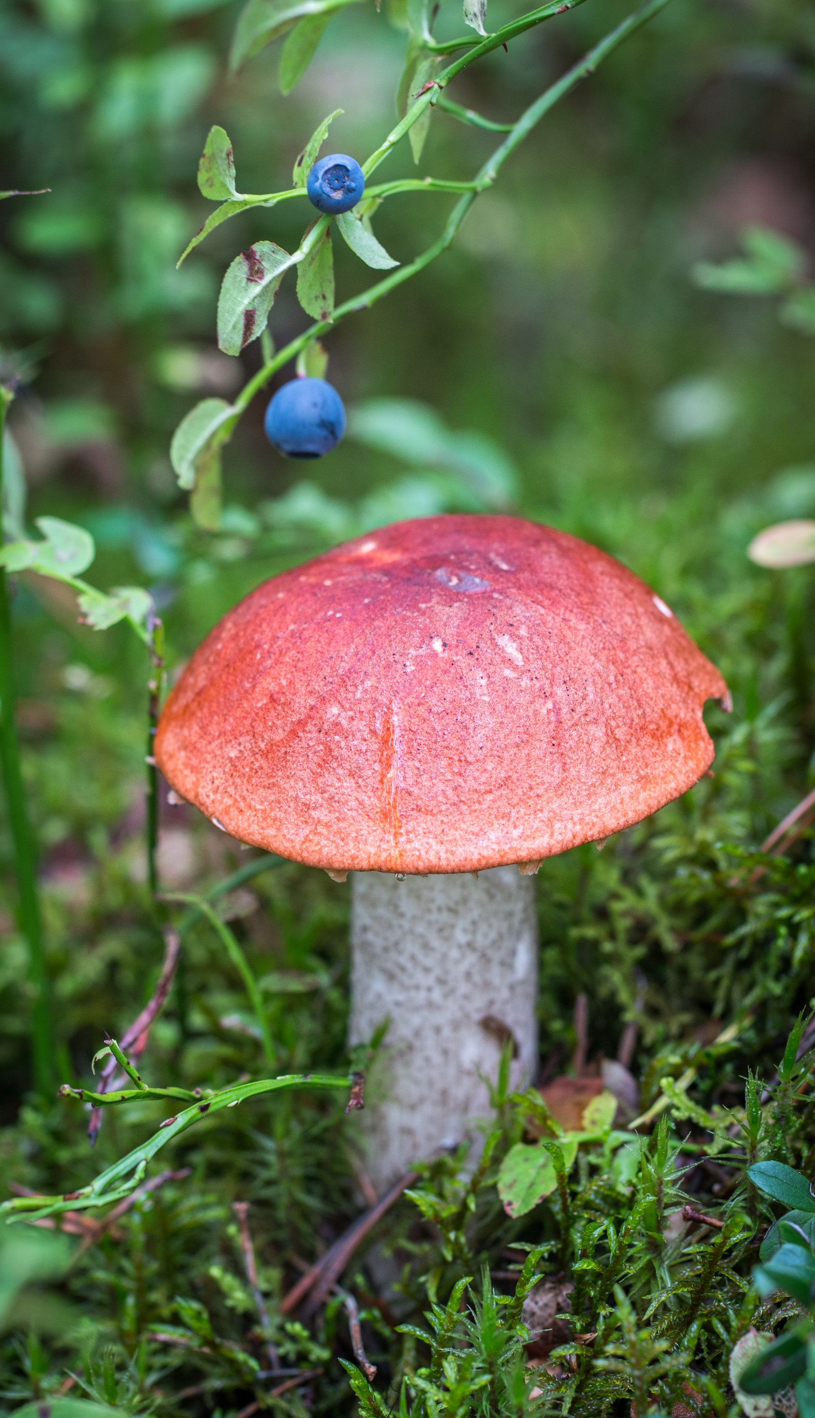 Mushroom photography #45 - My, Mushrooms, Boletus, Mojovik, Photo hunting, Canon 100 mm, Longpost