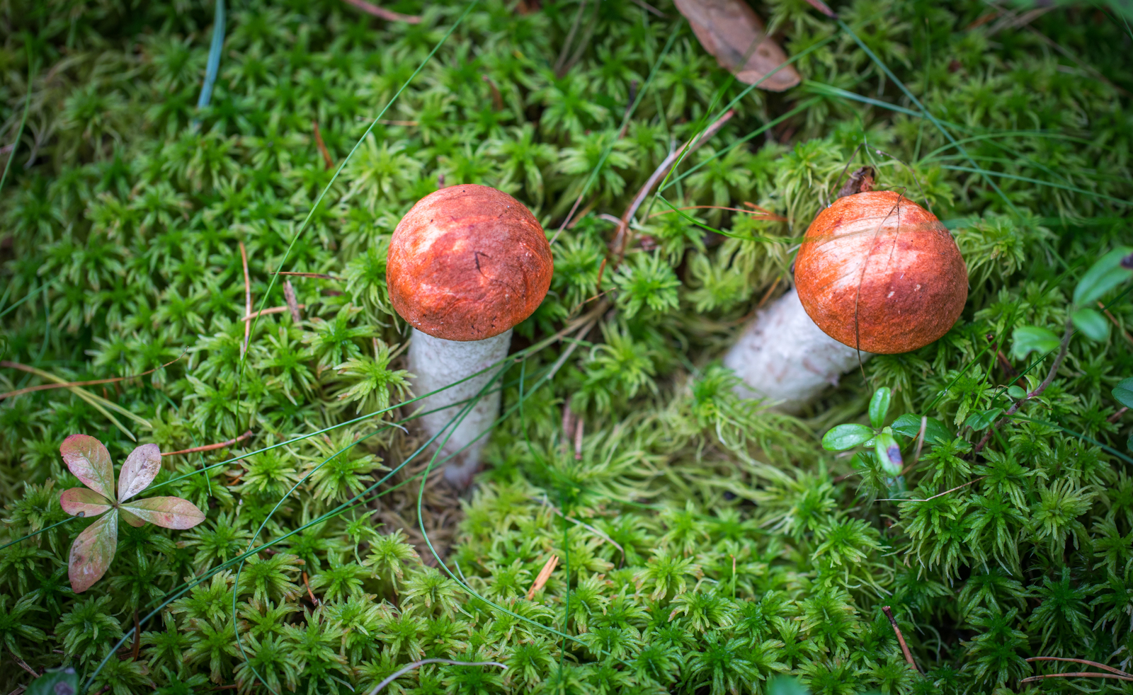 Mushroom photography #45 - My, Mushrooms, Boletus, Mojovik, Photo hunting, Canon 100 mm, Longpost