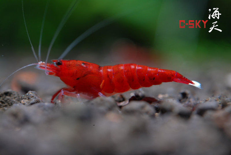 Аквариумные истории. Восхождение креветок Caridina cf. cantonensis. Часть 2. Тайваньский путь - Моё, Аквариумные истории, Аквариумные креветки, Аквариум, Аквариумистика, Креветки, Длиннопост