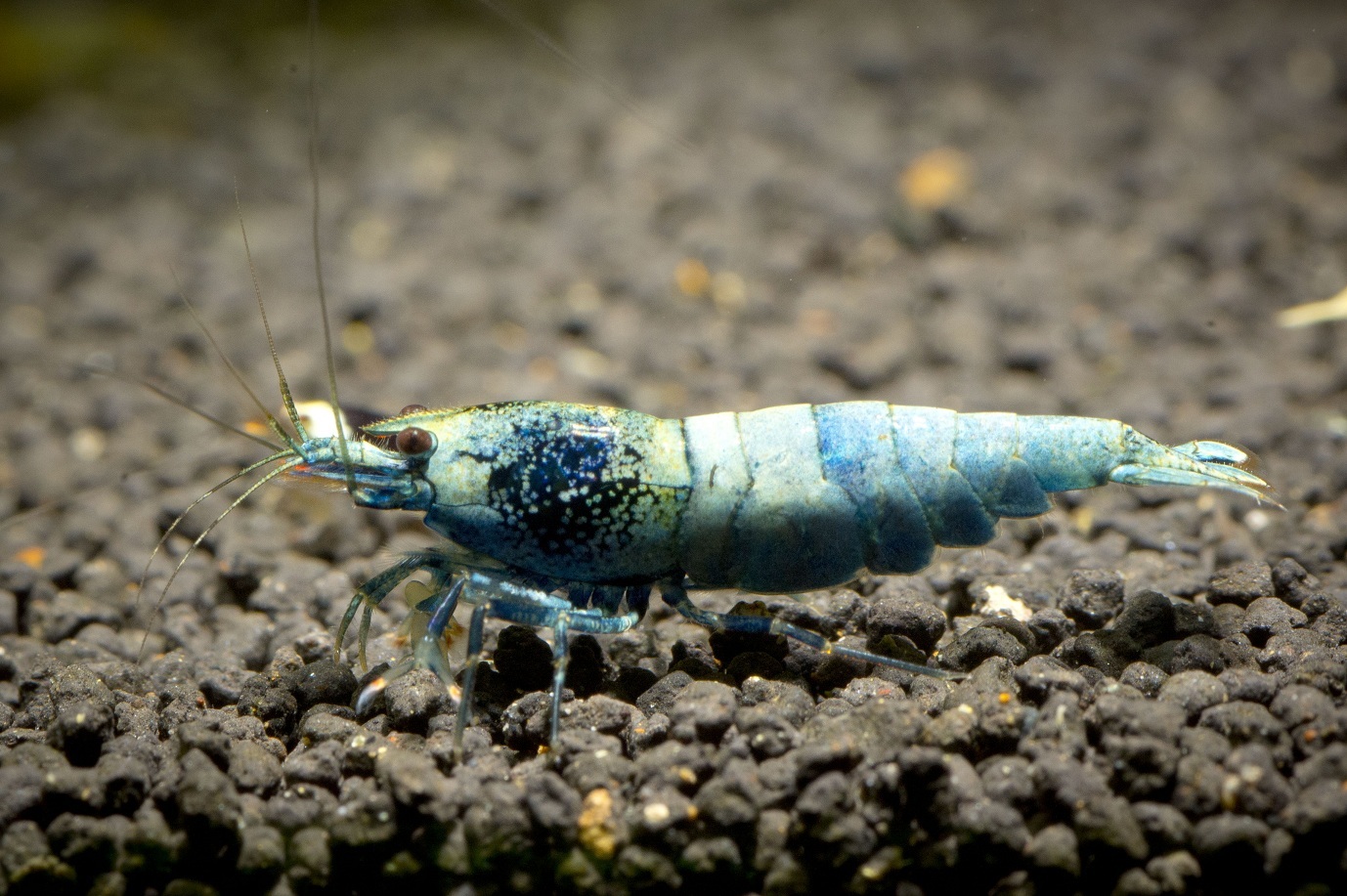 Аквариумные истории. Восхождение креветок Caridina cf. cantonensis. Часть 2. Тайваньский путь - Моё, Аквариумные истории, Аквариумные креветки, Аквариум, Аквариумистика, Креветки, Длиннопост