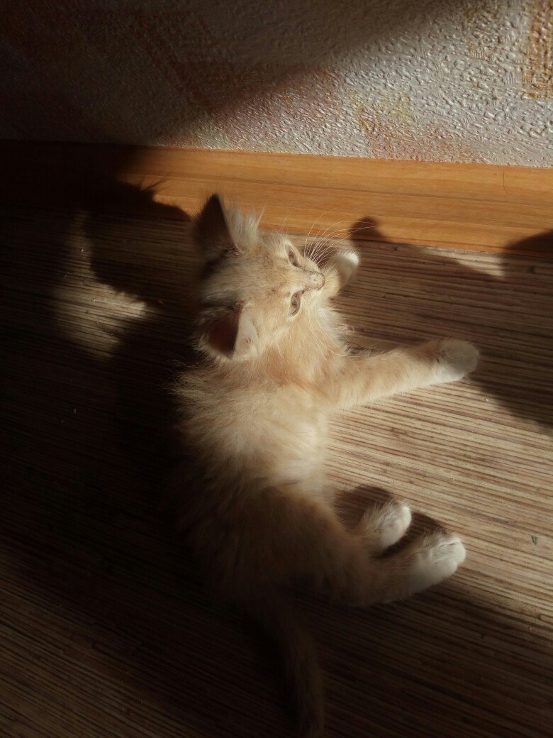 Kitten is looking for a host, Yaroslavl - cat, In good hands, Yaroslavl, I'll give it to good hands, Longpost