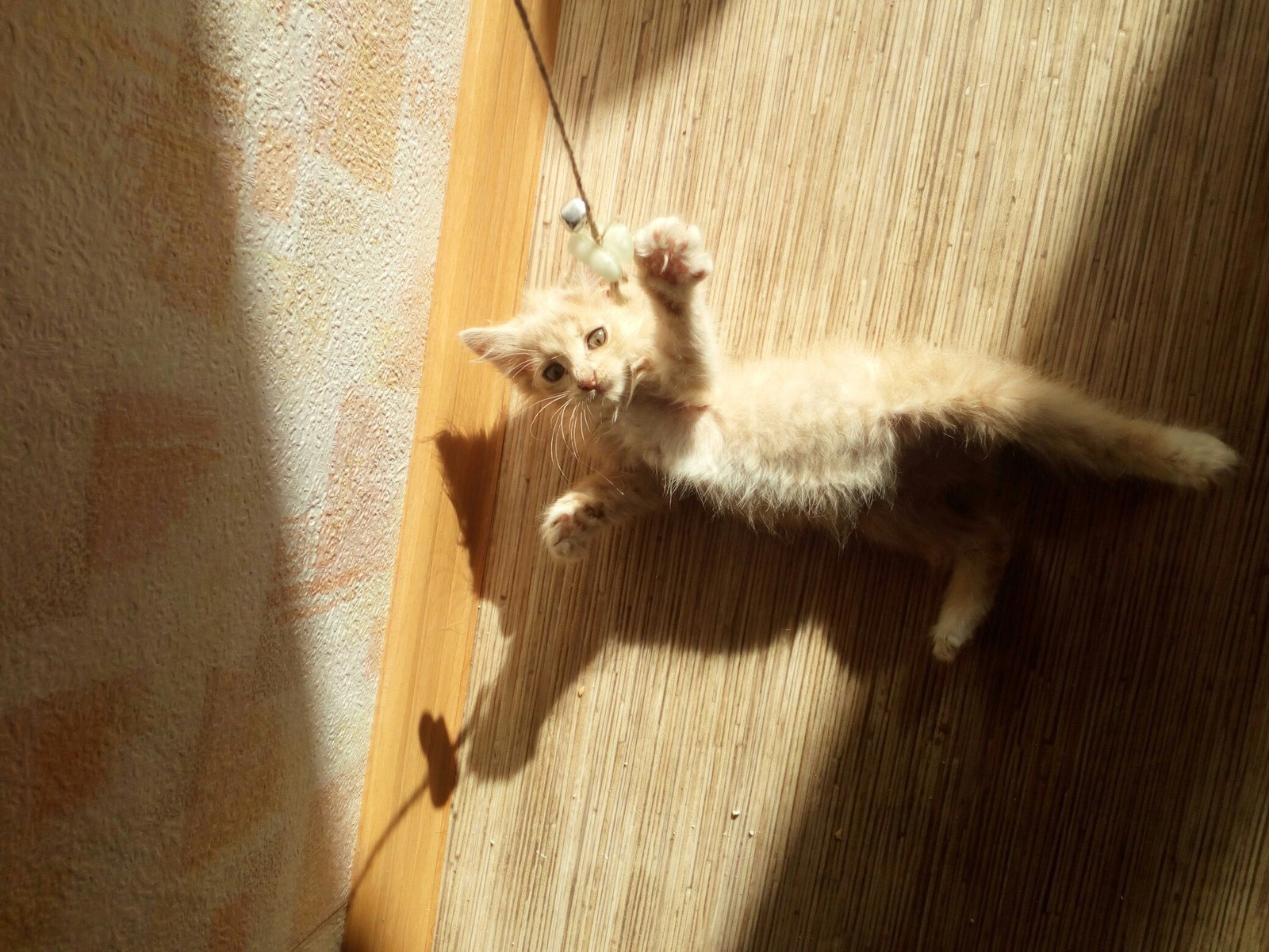 Kitten is looking for a host, Yaroslavl - cat, In good hands, Yaroslavl, I'll give it to good hands, Longpost