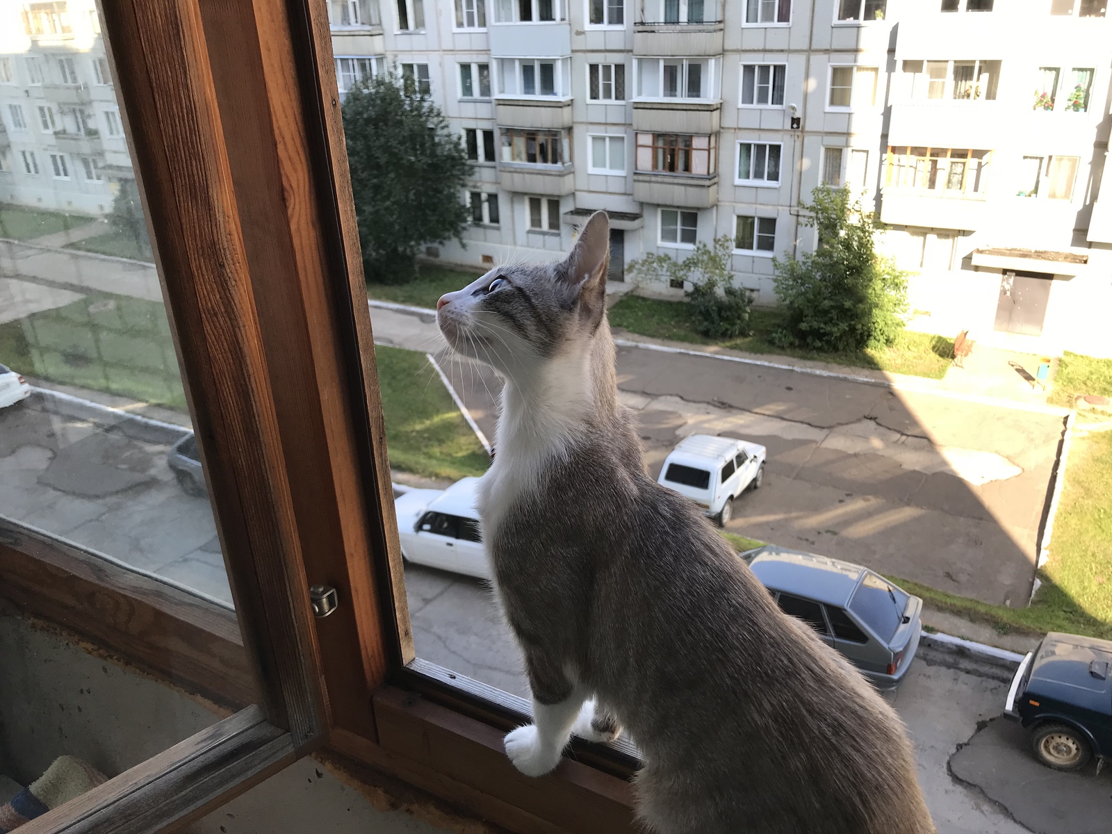 When cats are very curious! - My, cat, Curiosity, Longpost