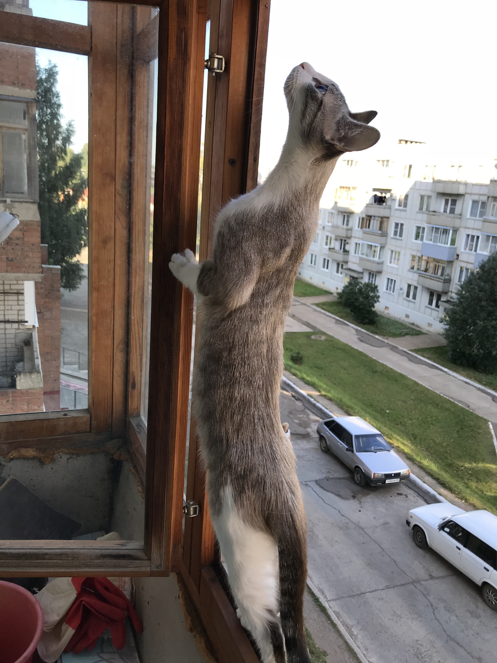 When cats are very curious! - My, cat, Curiosity, Longpost