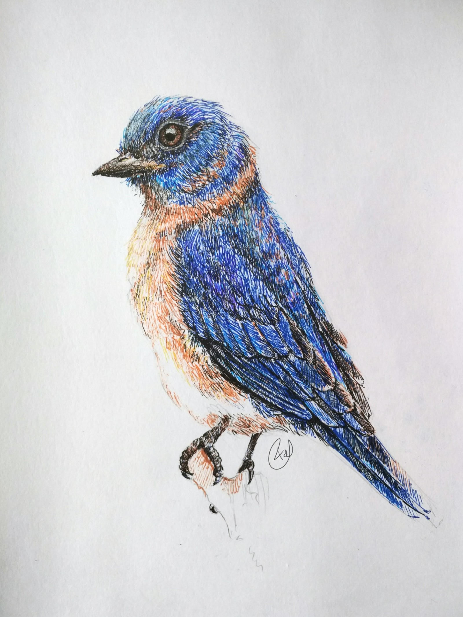 Синяя птица. Рисунки М. Митрофанова (419814)