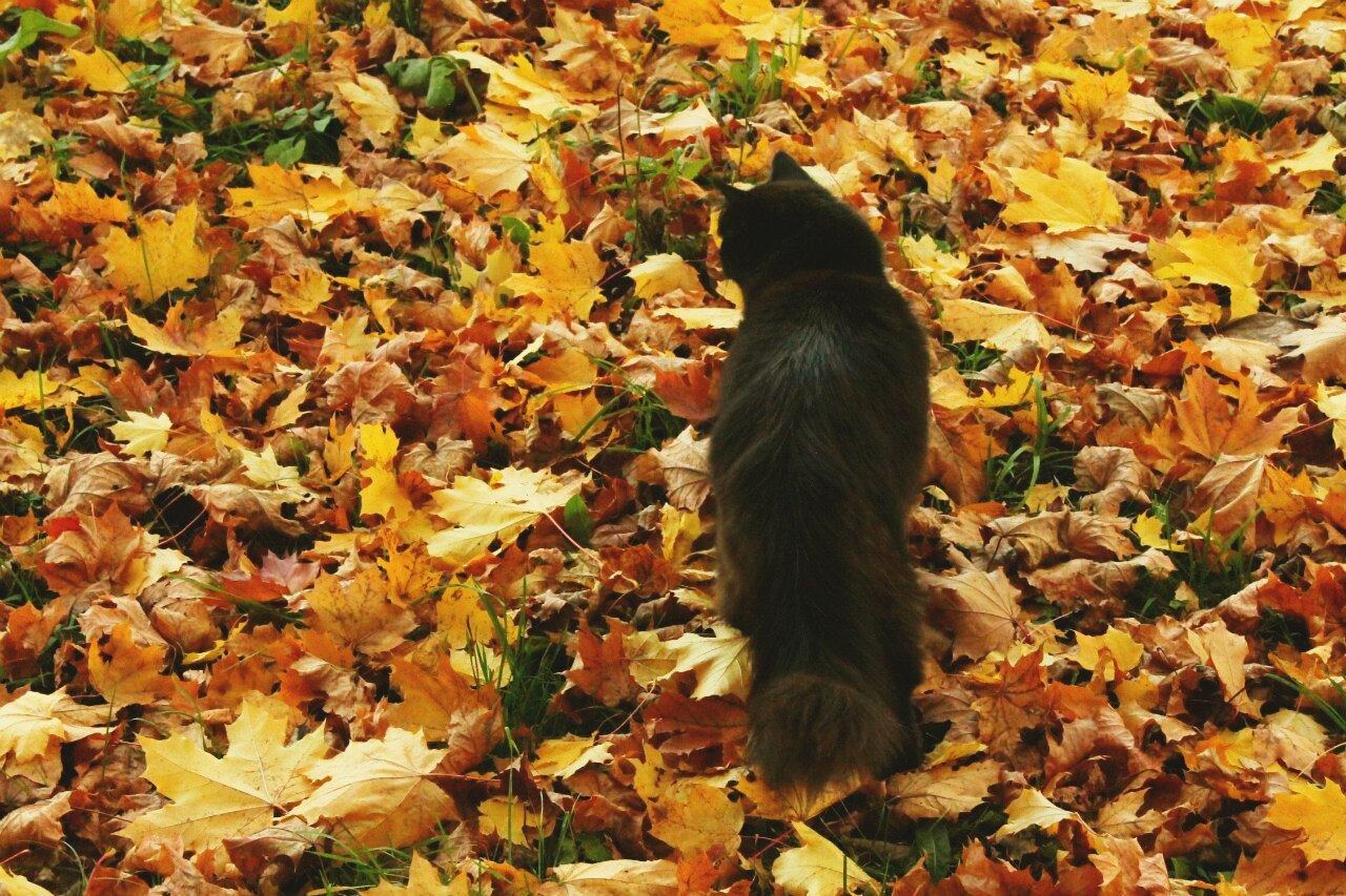 Autumn cats and a pleasant autumn in your feed! - My, Autumn, cat, Leaves, September, House, My, Photographer, Longpost