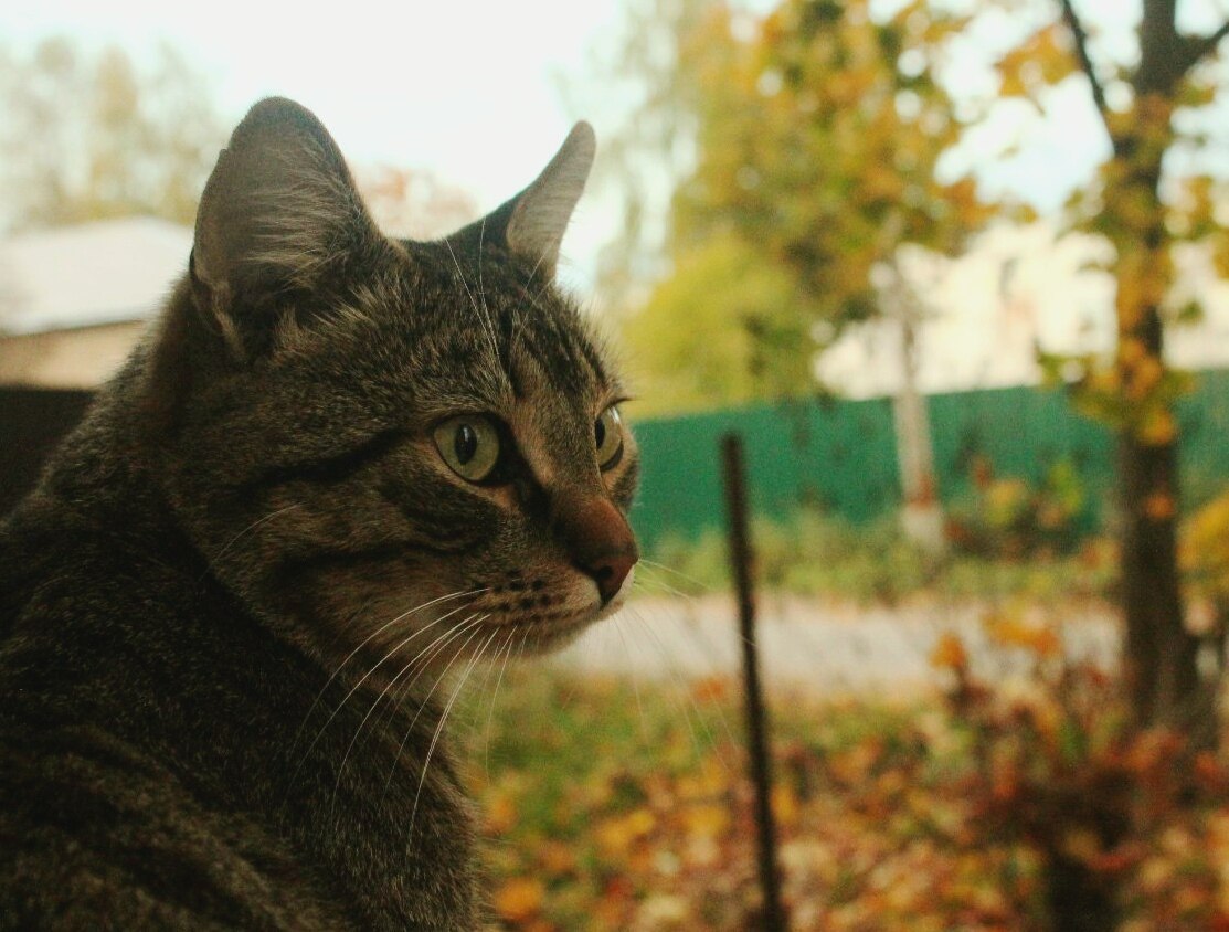 Autumn cats and a pleasant autumn in your feed! - My, Autumn, cat, Leaves, September, House, My, Photographer, Longpost