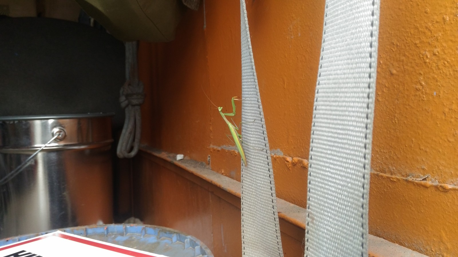 Here is a friend who came to visit us) - My, The photo, Insects, Mantis, Hello reading tags