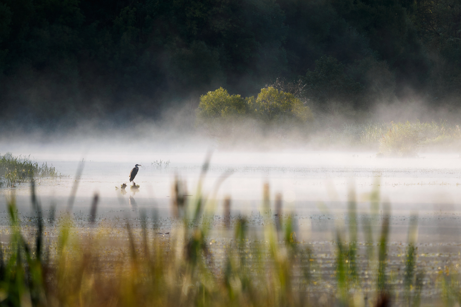 Gray heron - My, Photo hunting, Birds, Gray heron, , Kaluga