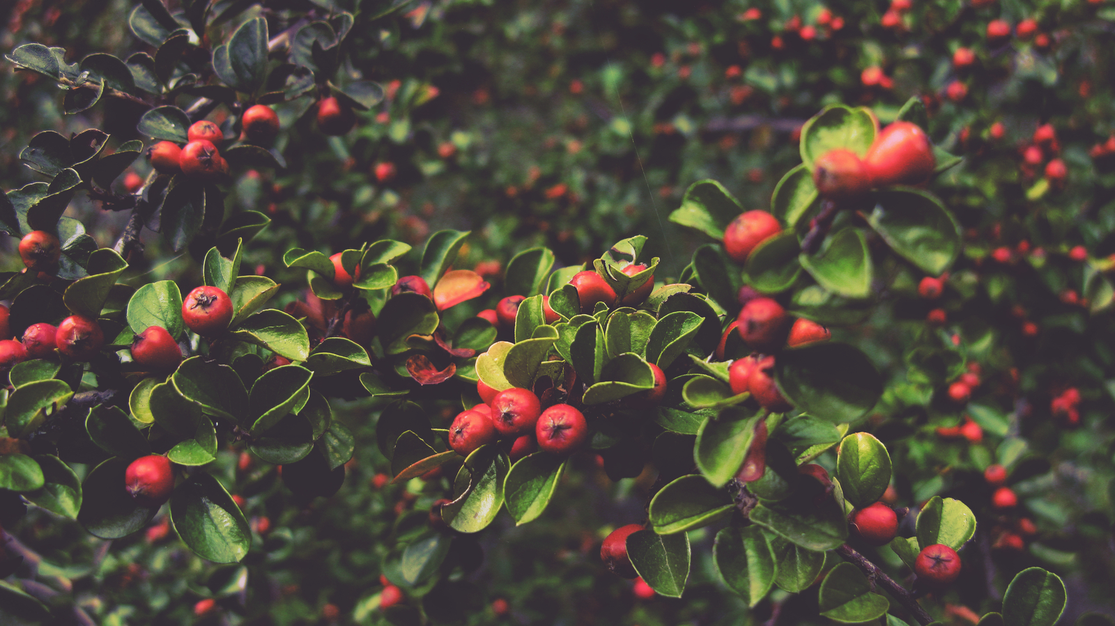 Get out the scarf soon - My, The photo, Photographer, Nature, Berries, Spleen, 