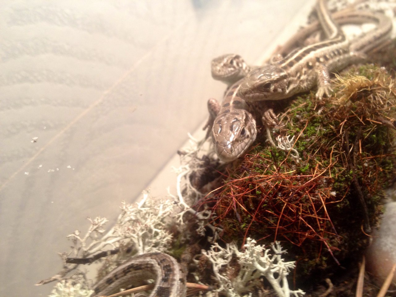 A few lizards for you - My, Lizard, Terrarium, Longpost