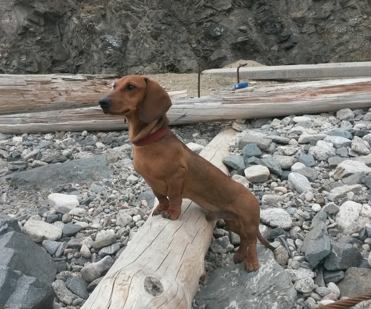 On a belated wave of was-became - My, It Was-It Was, Dachshund, Dog, Longpost