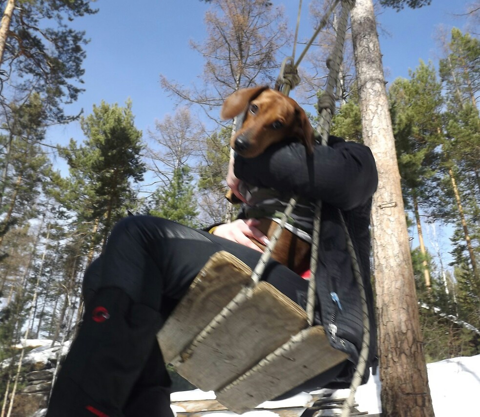 На запоздалой волне было-стало - Моё, Было-Стало, Такса, Собака, Длиннопост