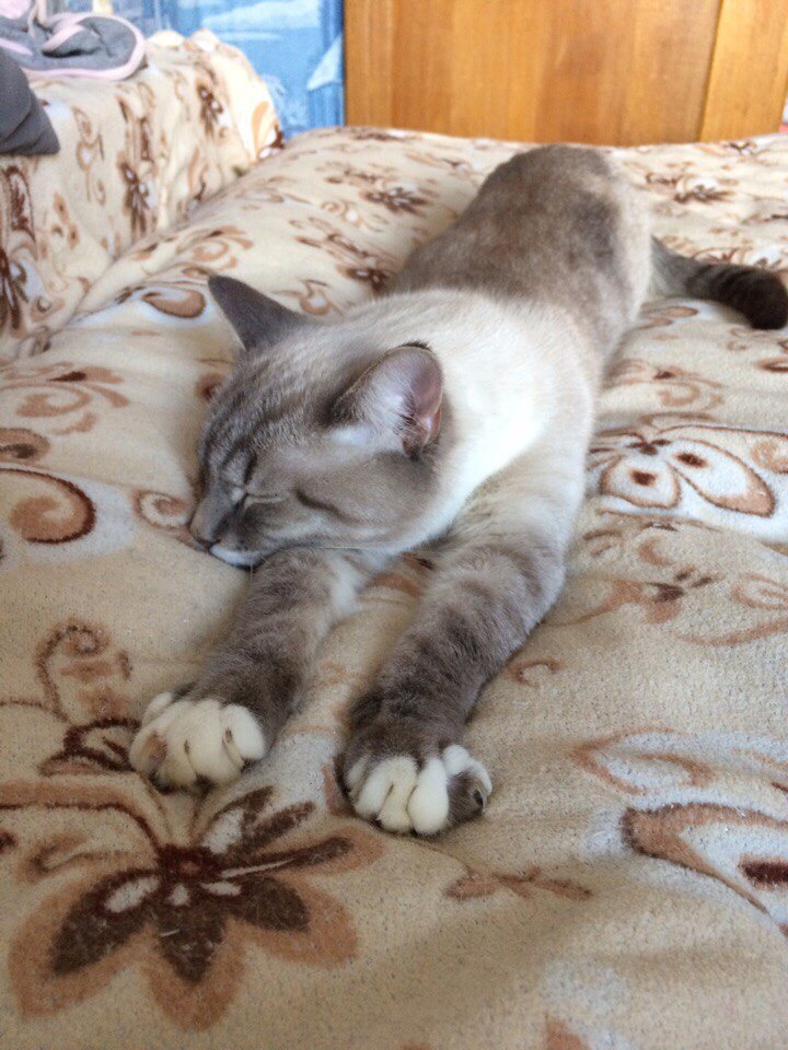 The cat is looking for a home. Moscow - cat, In good hands, Urgently, Longpost