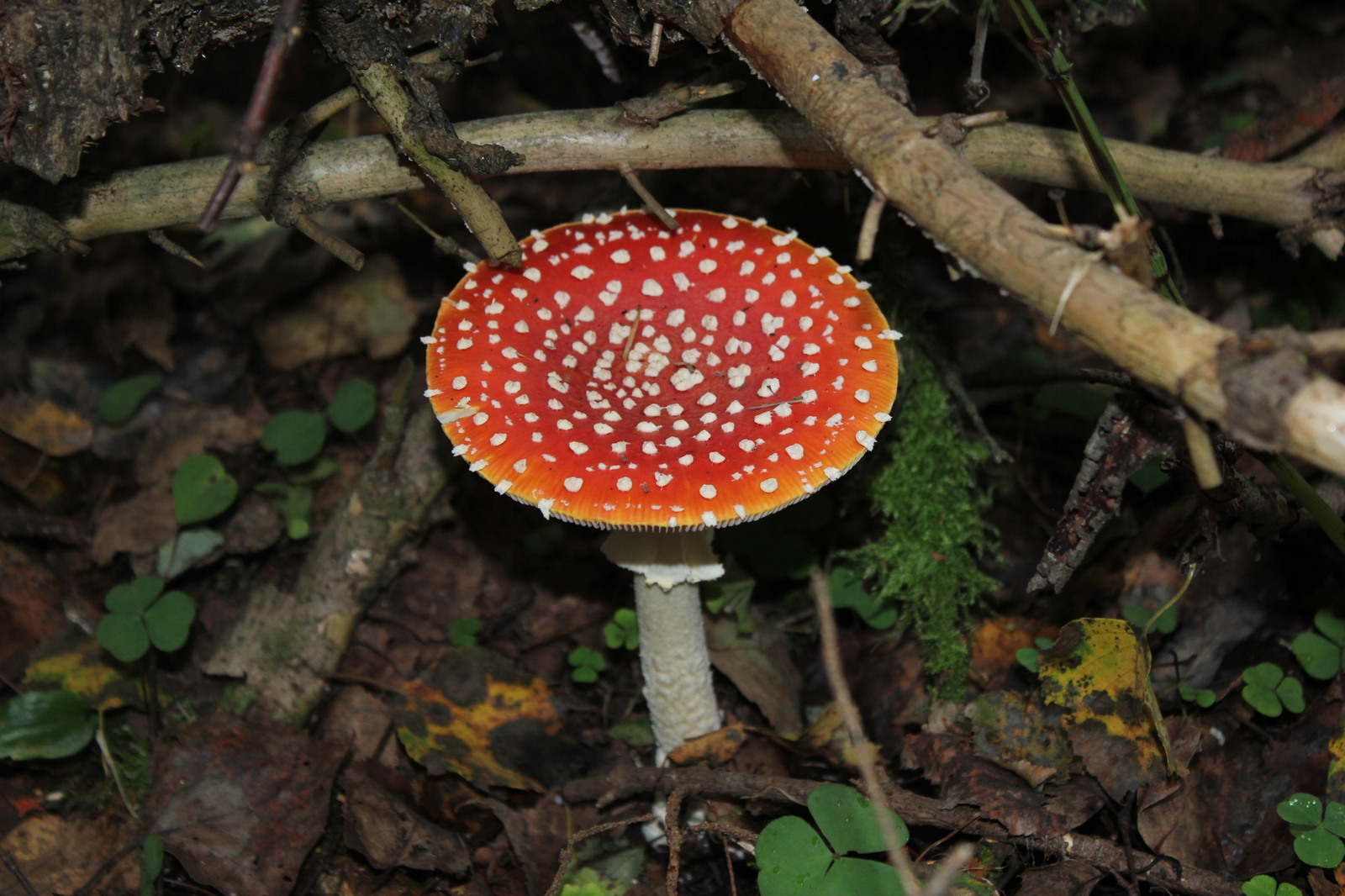 Fly agaric - My, Mushrooms, Macro photography