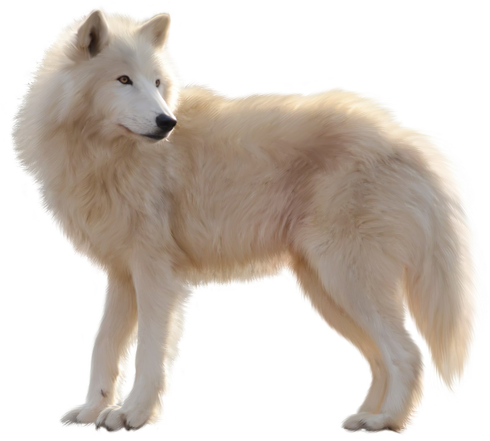 Канадская эскимосская собака белая